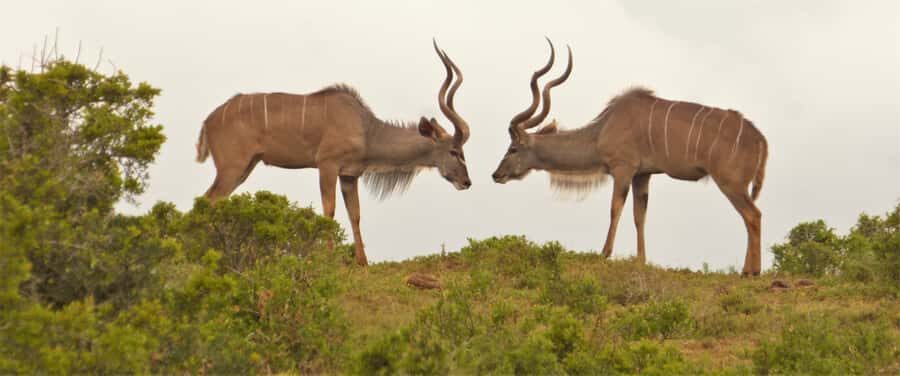 Addo National Park: Full-Day Safari Tour - The guide factor: how trained eyes change the whole day