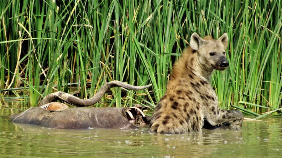 Addo National Park: Full-Day Safari Tour - The braai lunch in Addo: food plan done the right way