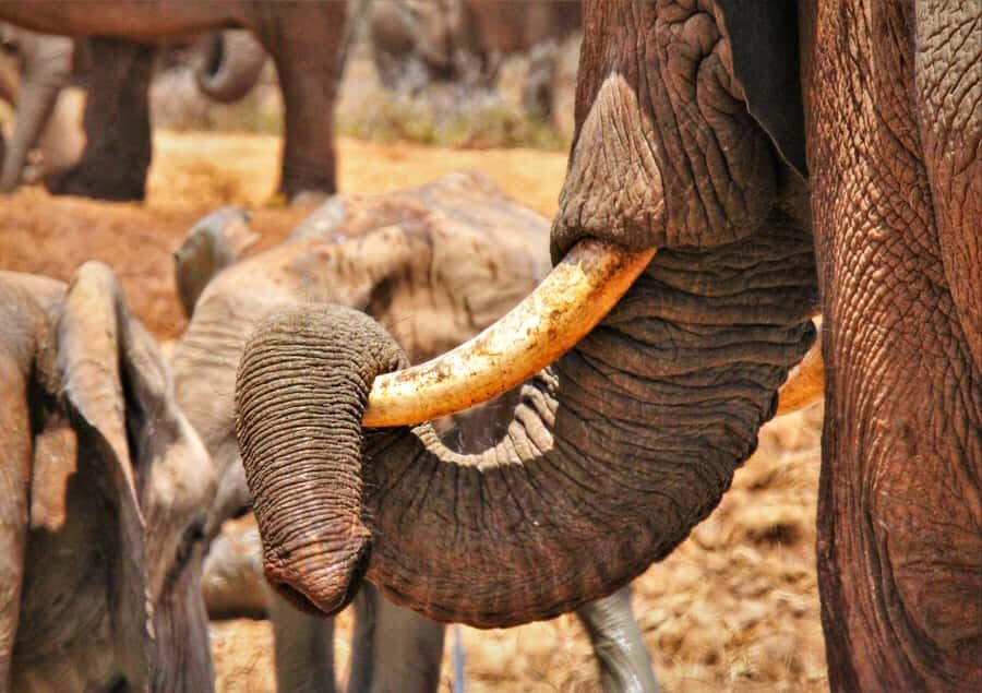 Addo National Park: Full-Day Safari Tour - Price, value, and the R492 entrance fee reality