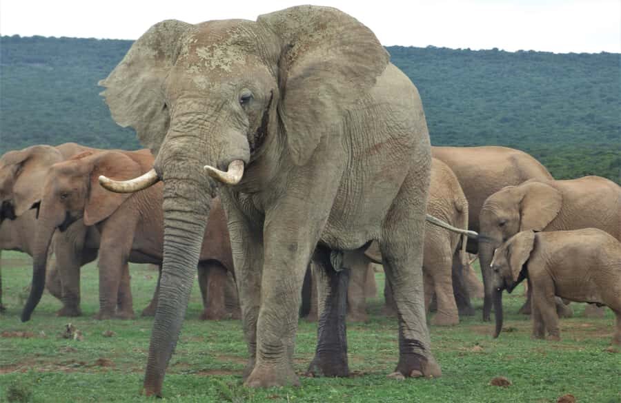 Addo National Park: Full-Day Safari Tour - North and South viewing areas: why the route matters