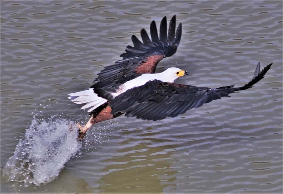 Addo River Safari - Guided Tour via Canoe - A canoe safari on Sunday’s River: the quieter side of Addo