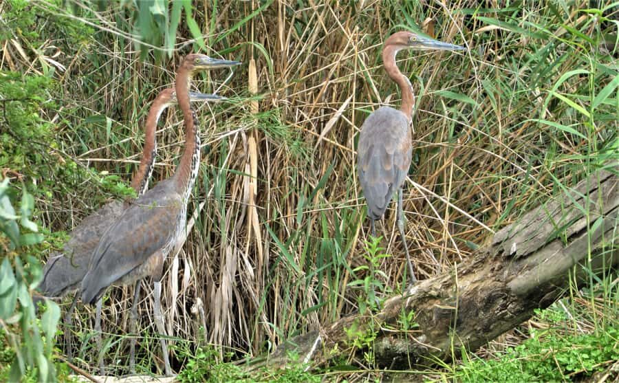 Addo River Safari - Guided Tour via Canoe - Birdwatching on purpose: kingfishers, waterbirds, and Fish Eagle