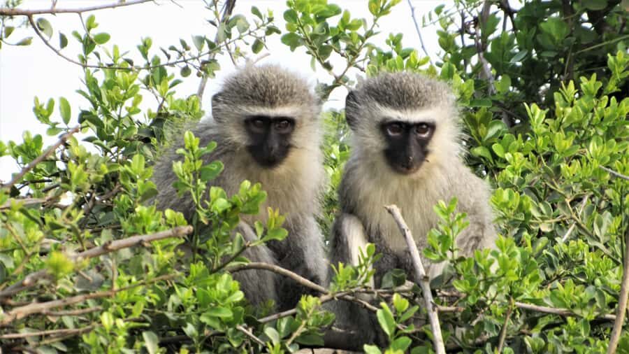Addo River Safari - Guided Tour via Canoe - Wildlife along the banks: monitor lizards, monkeys, and otters