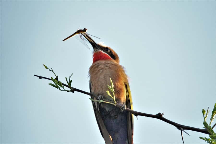 Addo River Safari - Guided Tour via Canoe - Who should book this canoe safari (and who might hesitate)