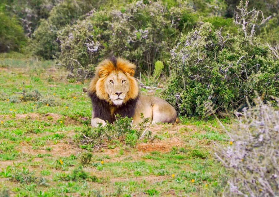 Addo Safari Full Day Tour - Key things to know before you go