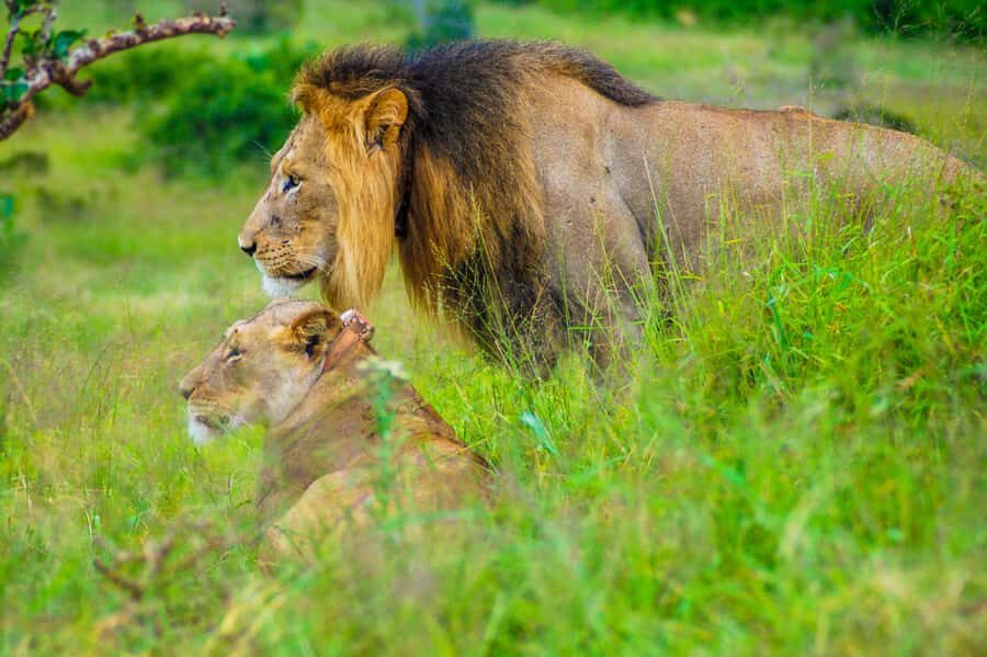 Addo Safari Full Day Tour - Why Addo’s Big 7 changes the feel of a safari