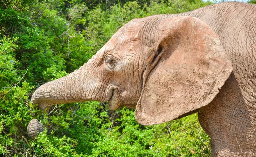 Addo Safari Full Day Tour - The safari vehicle: closed comfort with real viewing