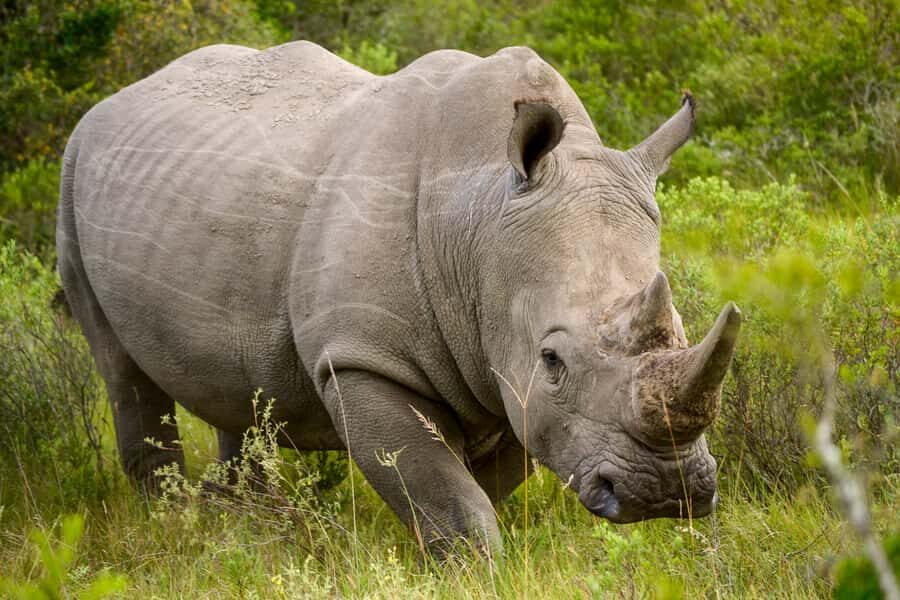 Addo Safari Full Day Tour - What you should bring (keep it simple)
