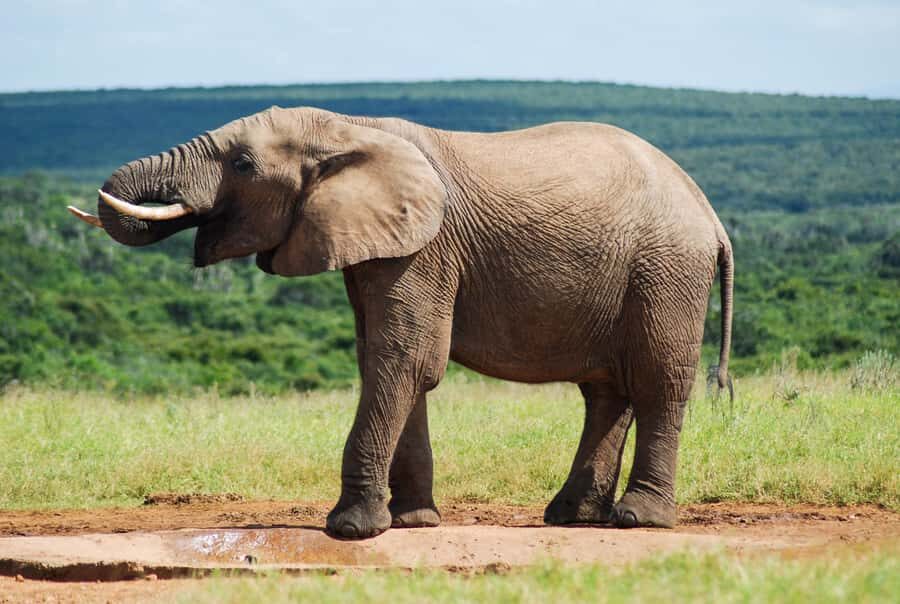 Addo Safari Full Day Tour - Meeting in Colchester at A Taste of Africa (and why it’s practical)