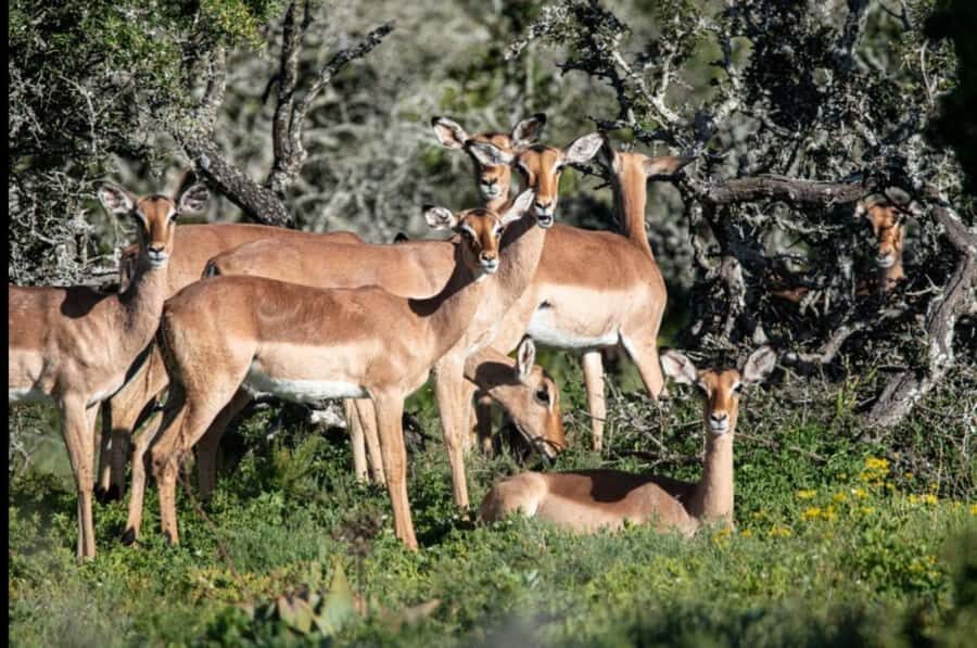 Addo Wildlife Reserve Sunset Safari +Bush Dinner :Gqeberha - Key Points You’ll Care About