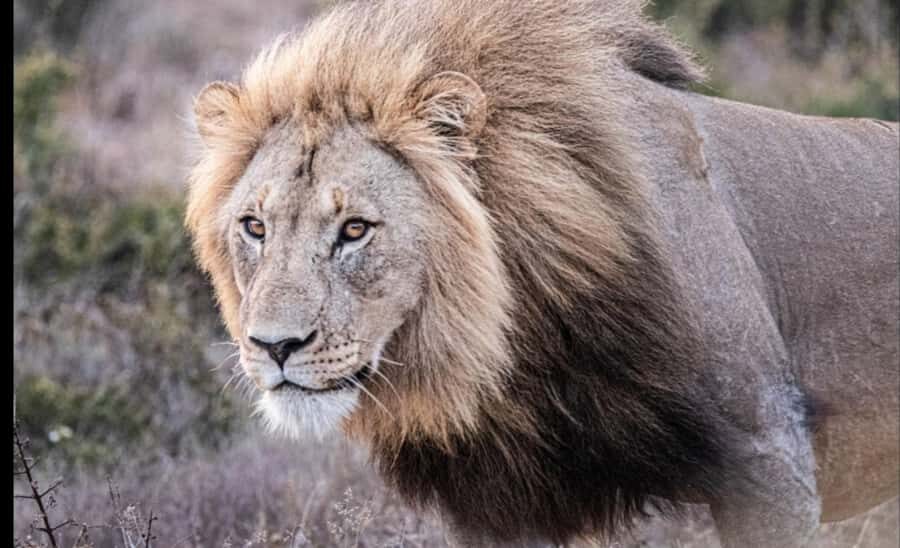 Addo Wildlife Reserve Sunset Safari +Bush Dinner :Gqeberha - Addo Sunset Safari: Golden Hour Wildlife and Why It Works
