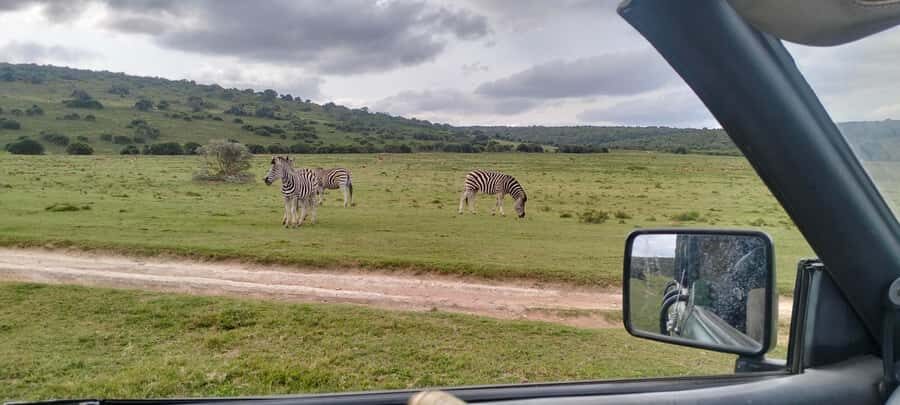 Addo Wildlife Reserve Sunset Safari +Bush Dinner :Gqeberha - What You’ll See on the Golden-Hour Game Drive