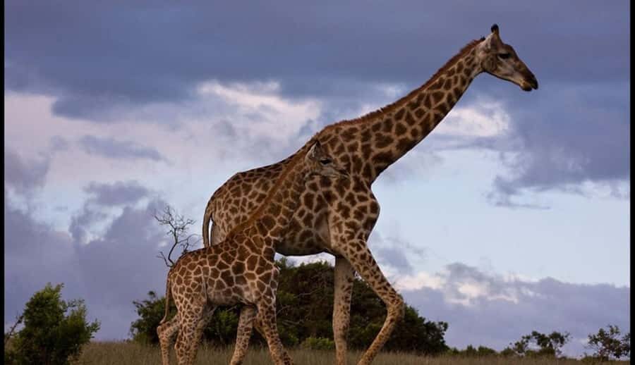 Addo Wildlife Reserve Sunset Safari +Bush Dinner :Gqeberha - Pickup in Port Elizabeth (Gqeberha): Timing and How to Protect Your Day
