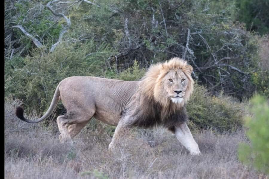Addo Wildlife Reserve Sunset Safari +Bush Dinner :Gqeberha - Price and Value: Is $280 Fair for What You Get?