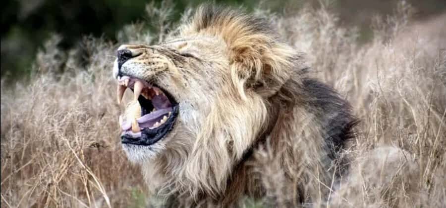 Addo Wildlife Reserve Sunset Safari +Bush Dinner :Gqeberha - Who Should Book This Addo Sunset Safari + Bush Dinner