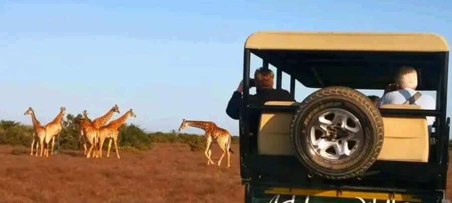 Addo Wildlife Reserve Sunset Safari +Bush Dinner :Gqeberha - The Bottom Line: Should You Book It?