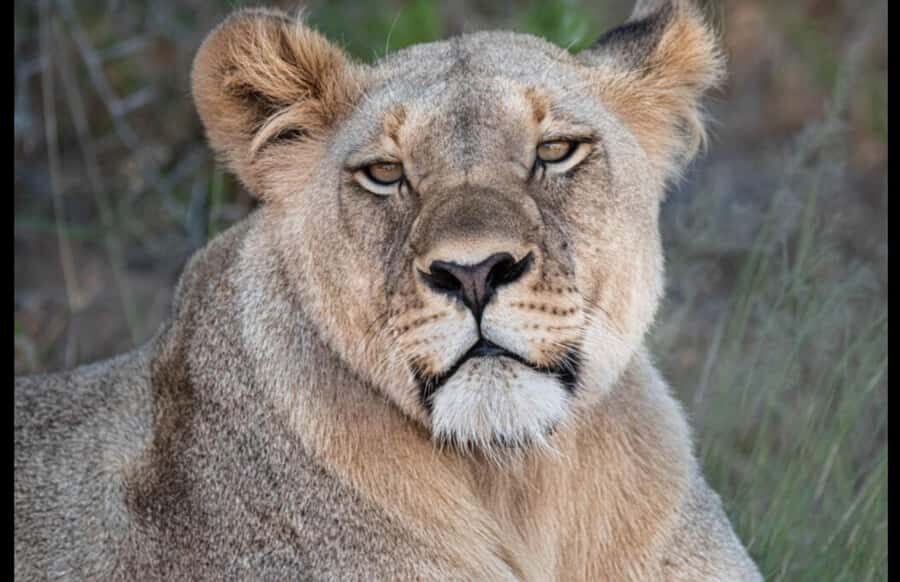 Addo Wildlife Reserve Sunset Safari +Bush Dinner :Gqeberha - Spekboom Bush Stop: A Quick Lesson on the Eastern Cape