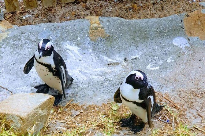 African Penguins (Boulders Beach) Half Day tour from Cape Town - Pickup, Drop-Off, and What Small Groups Mean for Your Day
