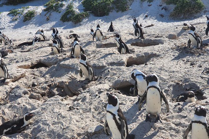 African Penguins (Boulders Beach) Half Day tour from Cape Town - What to Expect on the Ground (and How to Prepare)