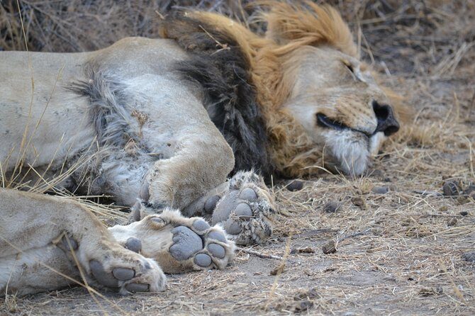 African Safari in Pilanesberg National Park - 1 day adventure - Big Five Safari Energy Starts With a 6:00 am Pickup