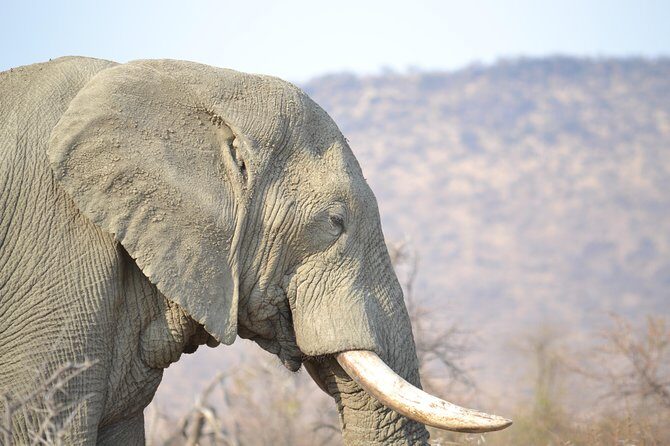 African Safari in Pilanesberg National Park - 1 day adventure - Pilanesberg National Park: Volcano Country With Big Five Odds