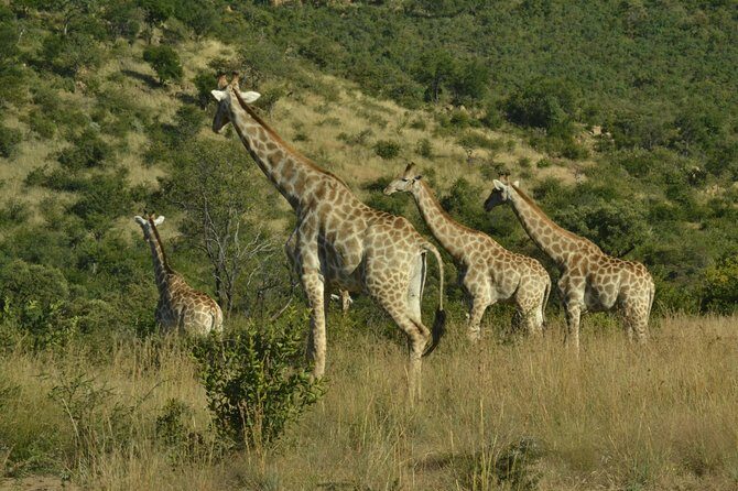 African Safari in Pilanesberg National Park - 1 day adventure - What’s Included (and What You Should Bring)
