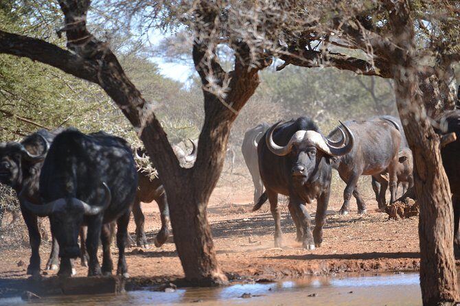 African Safari in Pilanesberg National Park - 1 day adventure - Price and Value: Is $132.69 a Fair Deal?