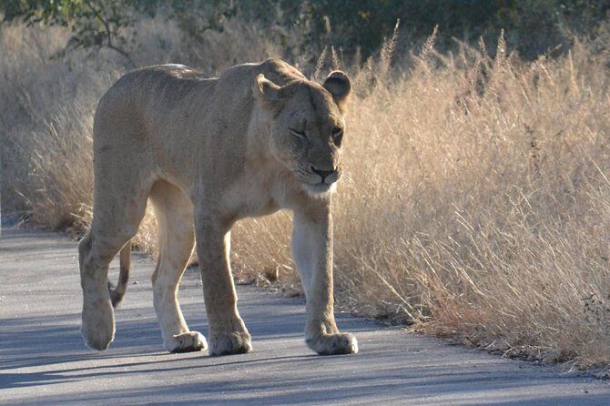 African Safari in Pilanesberg National Park - 1 day adventure - Lunch Is Not Included, So Build Your Day Around It