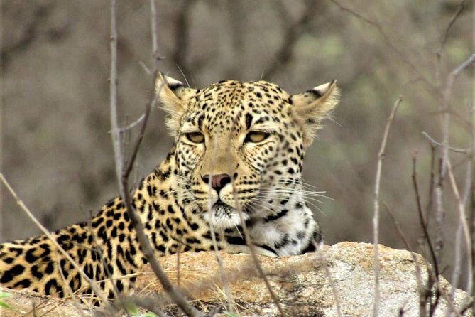 Afternoon Kruger National Park Safari - Key Things You’ll Like About This Afternoon Kruger Safari