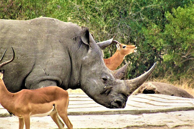 Afternoon Kruger National Park Safari - Your 1pm Start in Hazyview: What 5 Hours Is Best For
