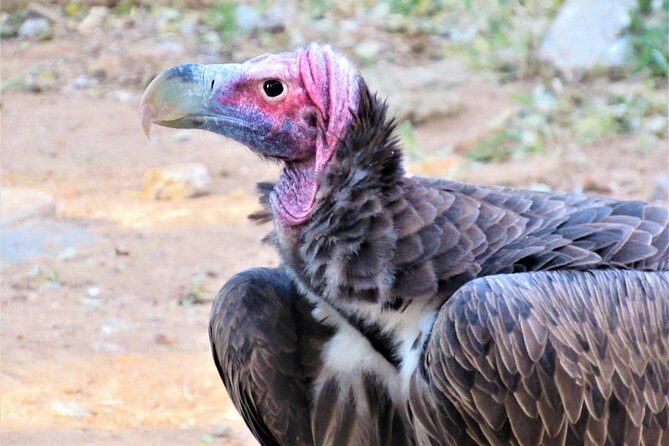 Afternoon Kruger National Park Safari - What the Guide Adds: More Than a Drive Through the Bush