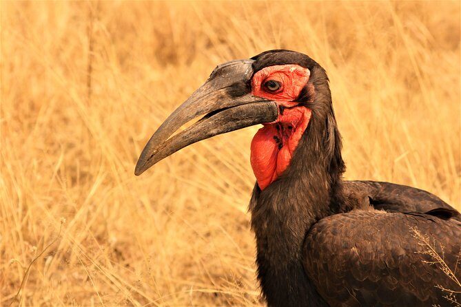 Afternoon Kruger National Park Safari - Budget Check: Why the Price Can Be Fair (and What to Add In)