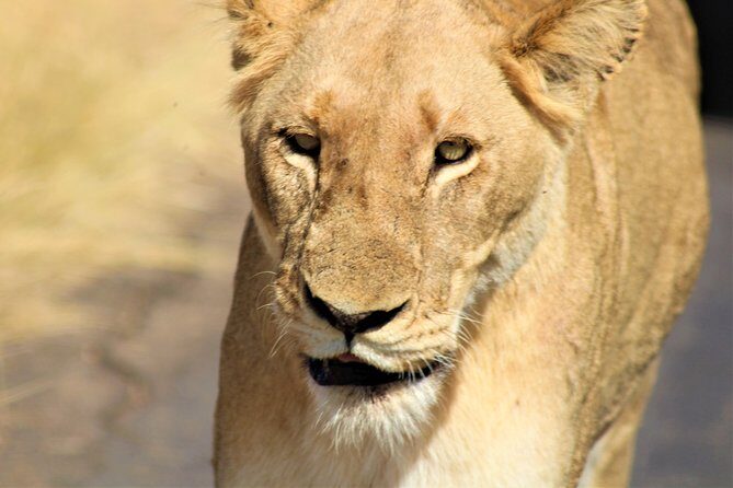 Afternoon Kruger National Park Safari - Late Afternoon Wildlife in Kruger: Why This Timing Works