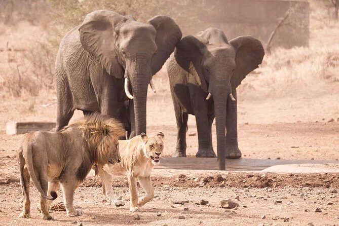 All Inclusive 2 Day Kruger Safari from Johannesburg - Leaving Johannesburg at 07:00: why the timing matters