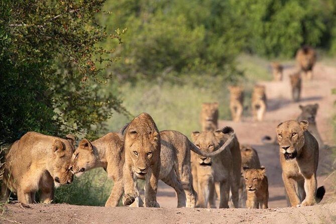 All Inclusive 2 Day Kruger Safari from Johannesburg - Who this Kruger safari is best for