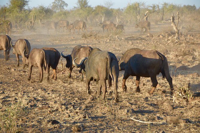 All Inclusive 2 Day Kruger Safari from Johannesburg - Price and value: is $805.19 per person a good deal?