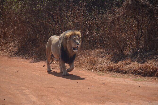All Inclusive 2 Day Kruger Safari from Nelspruit - Group size up to 10: the practical advantage