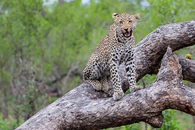 All inclusive BIG 5 Kruger 2 Day Safari from Johannesburg - Day 1: The Afternoon Kruger Drive (Around 2 pm) Is About Momentum