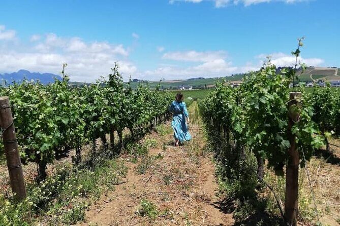 All-inclusive Private Wine Tour in Stellenbosch Cape Winelands - Stop 4 at Stellenzicht: chocolate and wine, plus sustainability talk