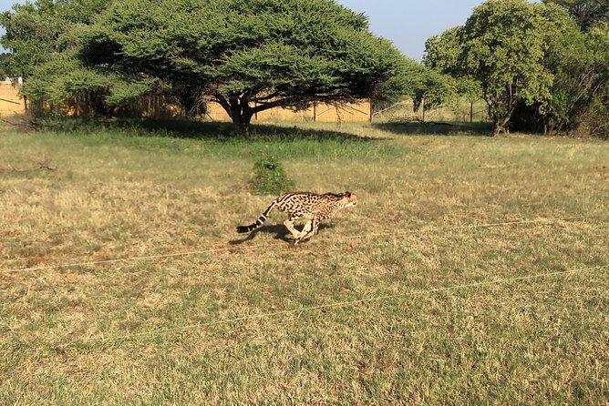 Ann Van Dyk Cheetah Centre Tour from Johannesburg or Pretoria - The guided centre visit: what you’ll see and why it matters