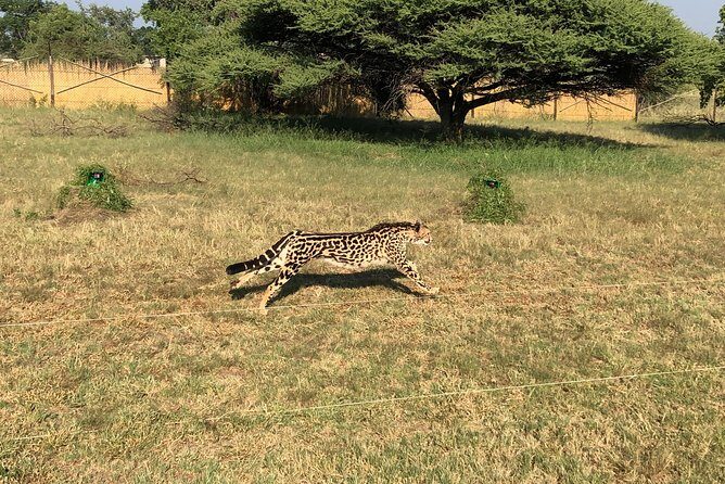 Ann Van Dyk Cheetah Centre Tour from Johannesburg or Pretoria - Price and value: what $225.67 gets you (and what it doesn’t)