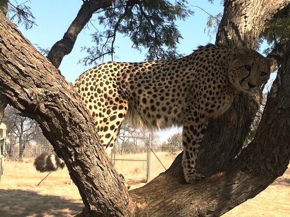 Ann Van Dyk Cheetah Centre Tour from Johannesburg or Pretoria - Weekend vs weekday: choosing your day like a pro