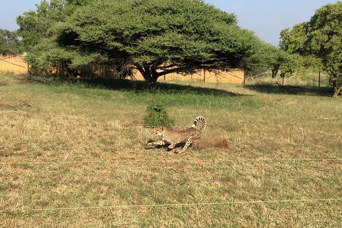Ann Van Dyk Cheetah Centre Tour from Johannesburg or Pretoria - What to pack and how to plan for comfort