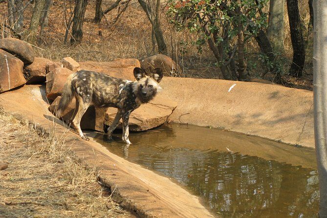 Ann Van Dyk Cheetah Centre Tour from Johannesburg or Pretoria - The one fair criticism: a centre vs a classic zoo vs a safari
