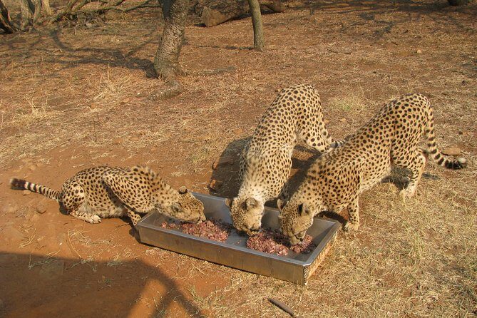 Ann Van Dyk Cheetah Centre Tour from Johannesburg or Pretoria - Who should book this tour?