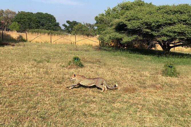 Ann Van Dyk Cheetah Centre Tour from Johannesburg or Pretoria - Guides, pacing, and the kind of info you actually use