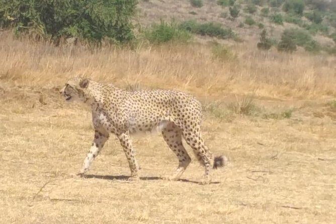 Ann van Dyk Cheetah Centre - Key things that make this tour click