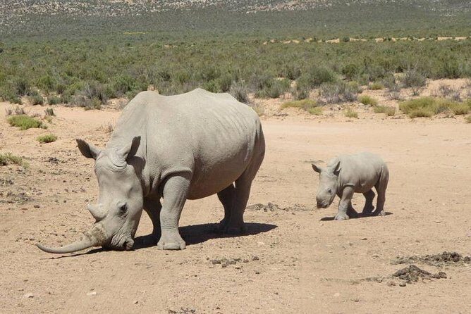 Aquila Day Safari - with transport - Lunch at the reserve: included, filling, and worth the wait