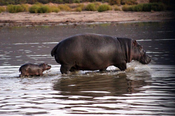 Aquila Day Safari - with transport - Who should book this Aquila day safari
