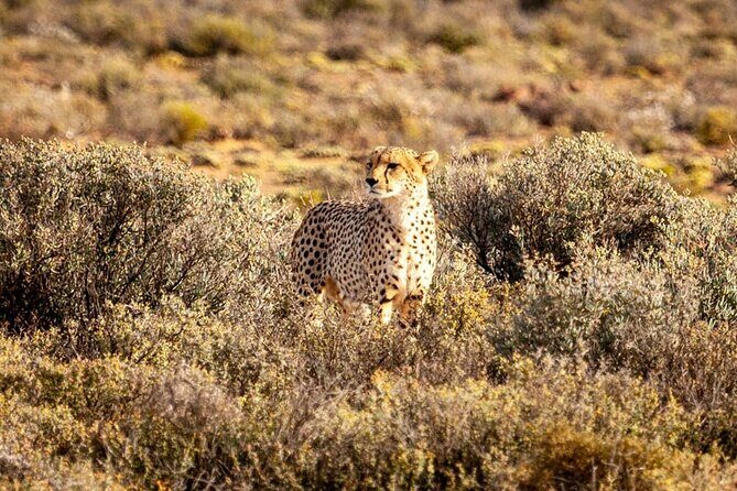 Aquila Game Reserve Big 5 Safari with Wine Tasting and Lunch - Key highlights you’ll actually care about
